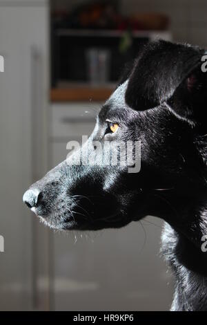 son perro pastor de mallorca hipoalergenico