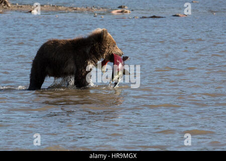 A wild brown bear eats fish in natural habitat Stock Photo