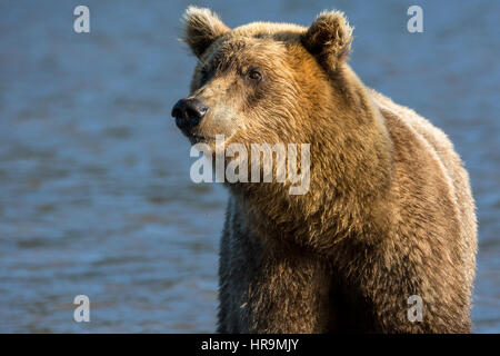 Brown bear catching fish in Kurile Lake of Southern Kamchatka Wildlife Refuge in Russia Stock Photo