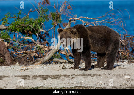 Brown bear catching fish in Kurile Lake of Southern Kamchatka Wildlife Refuge in Russia Stock Photo