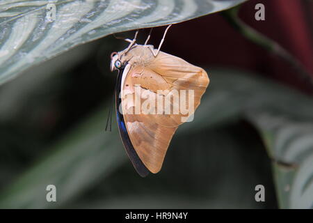 One-spotted Prepona. Butterflies in the Glasshouse 2017, RHS Garden Wisley, Woking, Surrey, England, Great Britain, United Kingdom, UK, Europe Stock Photo