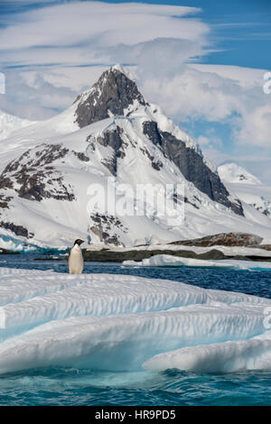 An adult Adelie penguin (Pygoscelis adeliae) standing on an iceberg with a tall glacier covered mountain in the background on a beautiful afternoon in Stock Photo