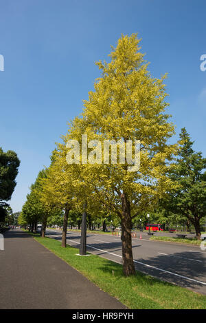 Ginkgo trees are symbols of Tokyo and is planted around the city especially in the Imperial Palace. All leaves turns yellow during Autumn add beautifu Stock Photo