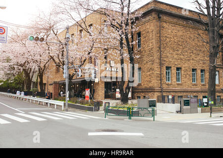 TOKYO, JAPAN - APRIL 1ST, 2016: Cherry Blossoms tree on Street. Stock Photo