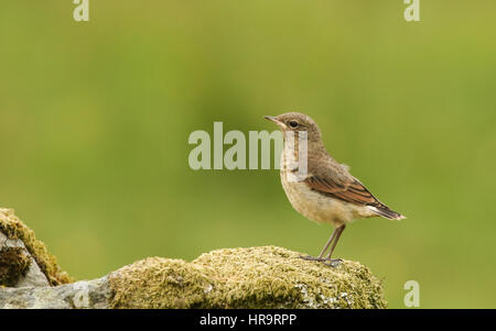 A cute baby Wheatear (Oenanthe oenanthe) perched on a mossy rock. Stock Photo