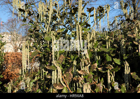 Garrya elliptica or silk-tassel bush with long grey green catkins on a shrub or bush in mid winter growing in a park in Cardiff Wales UK  KATHY DEWITT Stock Photo