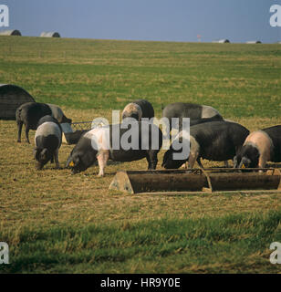 British saddleback pigs in outdoor runs with pig arks and feeders Stock Photo