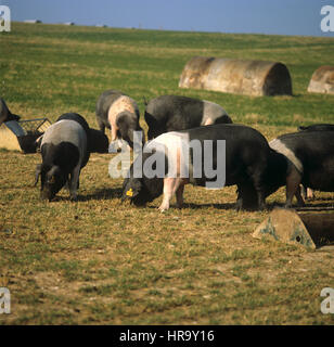 British saddleback pigs in outdoor runs with pig arks and feeders