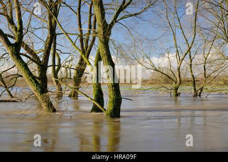 Willow trees fringing the River Avon partly submerged after weeks of heavy rain caused it to burst its banks, Lacock, Wiltshire, UK, February 2014. Stock Photo