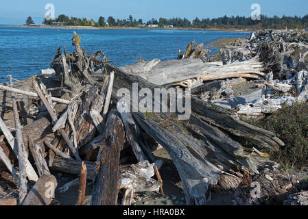 Natual forest debris washed downstream during flood conditions litter the most of Englishman River at Surfside at Parksville, in BC Vancouver Island. Stock Photo