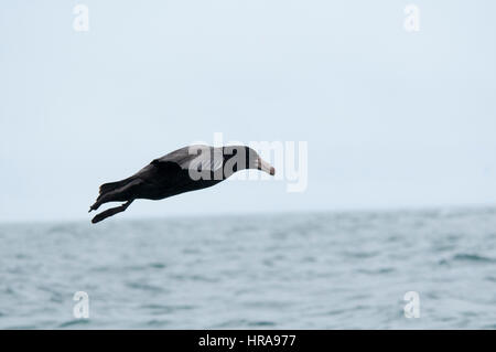 Northern Giant Petrel  landing on the Pacific Ocean near the coast of Kaikoura in Canterbury in New Zealand. This species has a wingspan of two meters Stock Photo