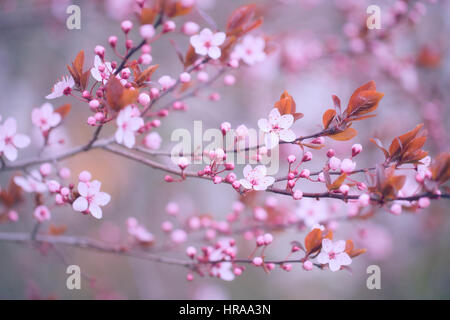 Tree flower blossoms Stock Photo