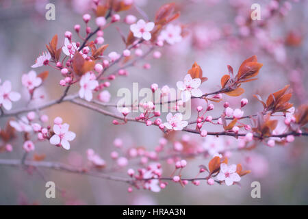 Beautiful Fresh Apple Tree Blossoms On A Natural Background Stock Photo Alamy