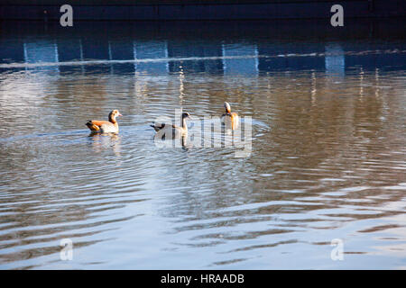 Egyptian geese on the Grand Union Canal Stock Photo