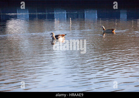 Egyptian geese on the Grand Union Canal Stock Photo