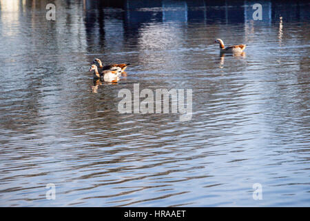 Egyptian geese on the Grand Union Canal Stock Photo