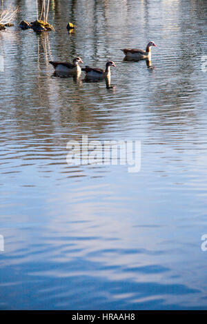 Egyptian geese on the Grand Union Canal Stock Photo