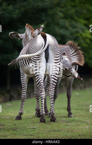 Grevy's zebra (Equus grevyi), also known as the imperial zebra. Stock Photo