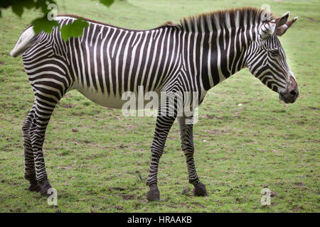 Grevy's zebra (Equus grevyi), also known as the imperial zebra. Stock Photo