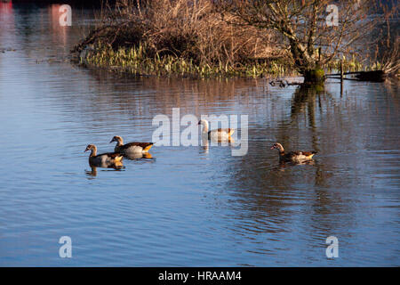 Egyptian geese on the Grand Union Canal Stock Photo