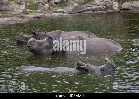 Indian rhinoceros (Rhinoceros unicornis) swimming. Wildlife animal. Stock Photo