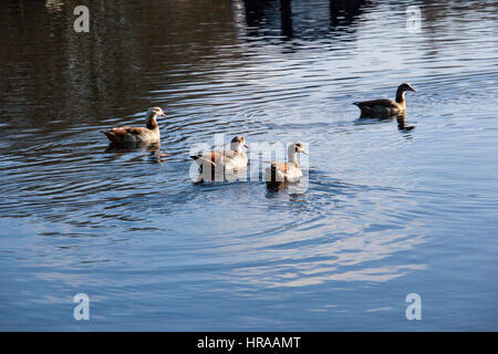 Egyptian geese on the Grand Union Canal Stock Photo