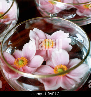Close up of pink flowers floating in bowl Stock Photo