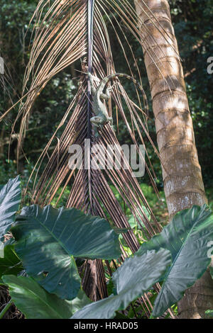 green iguana on palm Stock Photo
