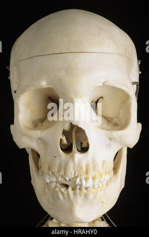 Frontal View of the Skull of a Human Skeleton Stock Photo