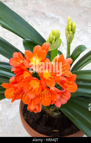 Clivia Miniata, also known as Kaffir Lily, Bush lily or Natal Lily, flowering in a pot, UK