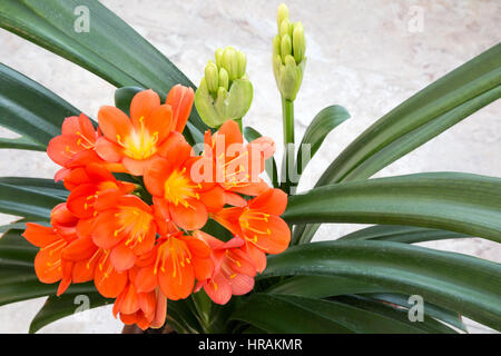 Clivia miniata also known as Natal lily,  bush lily,  or Kaffir lily, flowering in a pot in the UK
