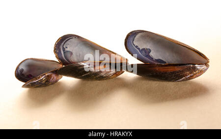 Three empty sea mussel shells in closeup Stock Photo