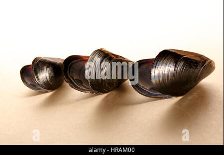 Three empty sea mussel shells in closeup Stock Photo