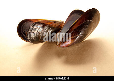 Two empty sea mussel shells in closeup Stock Photo