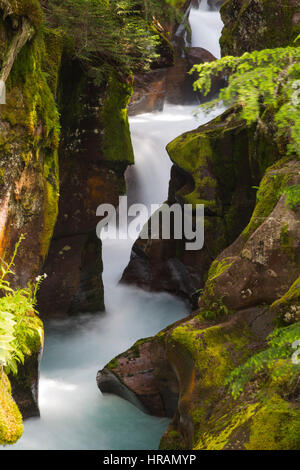 Avalanche Creek flowing among the rocks in old growth forest in Glacier National Park, MT, USA Stock Photo