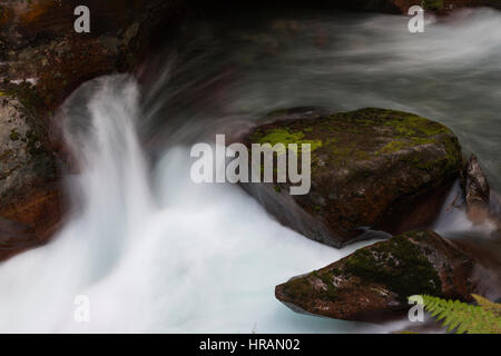 Avalanche Creek flowing among the rocks in old growth forest in Glacier National Park, MT, USA Stock Photo