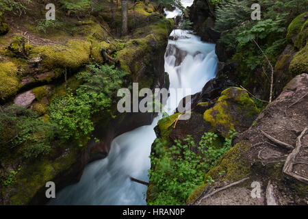 Avalanche Creek flowing among the rocks in old growth forest in Glacier National Park, MT, USA Stock Photo