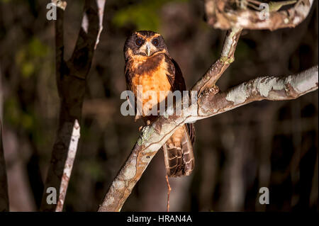 Tawny-browed Owl (Pulsatrix koeniswaldiana), photographed in Sooretama, Espírito Santo - Brazil. Stock Photo