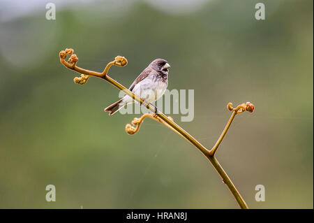 Double-collared Seedeater (Sporophila caerulescens), photographed in Domingos Martins, Espírito Santo - Southeast of Brazil. Atlantic Forest Biome. Stock Photo