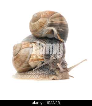 two snails isolated on a white background Stock Photo