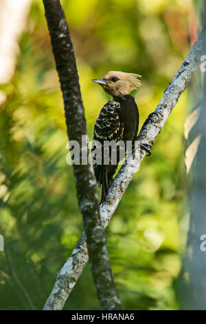 Blond-crested Woodpecker (Celeus flavescens), photographed in Viana, Espírito Santo, Brazil. Stock Photo