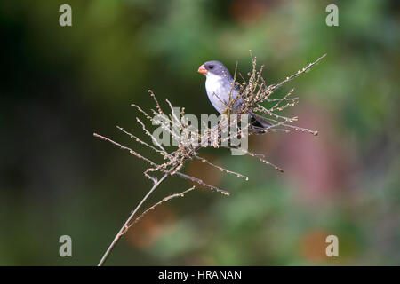 Papa Capim Das Costas Cinza Sporophila Stock Photo 1689416530