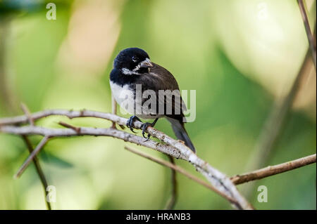 Double-collared Seedeater (Sporophila caerulescens) has as its habitat open fields and grasslands, occurring almost everywhere in Brazil.  photographe Stock Photo