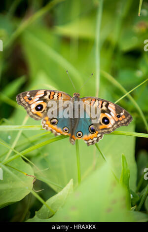 Asuncion, Paraguay. 27th Feb, 2017. A mangrove buckeye (Junonia genoveva) butterfly with broken wings sits on grass, is seen during sunny afternoon in Asuncion, Paraguay. Credit: Andre M. Chang/Alamy Live News Stock Photo