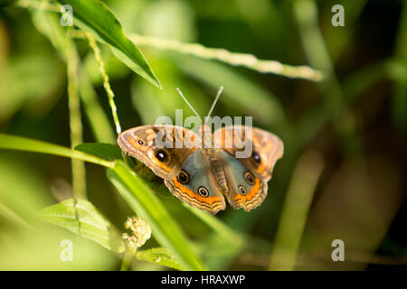 Asuncion, Paraguay. 27th Feb, 2017. A mangrove buckeye (Junonia genoveva) butterfly sits on grass, seen during sunny afternoon in Asuncion, Paraguay. Credit: Andre M. Chang/Alamy Live News Stock Photo