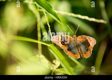 Asuncion, Paraguay. 27th Feb, 2017. A mangrove buckeye (Junonia genoveva) butterfly sits on grass, seen during sunny afternoon in Asuncion, Paraguay. Credit: Andre M. Chang/Alamy Live News Stock Photo