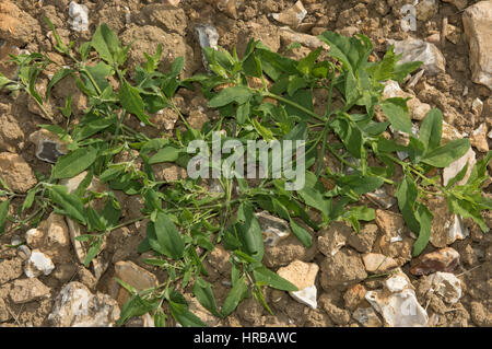 Common orache, Atriplex patula, spreading, prostrate plant on waste cultivated land , Berkshire, July Stock Photo