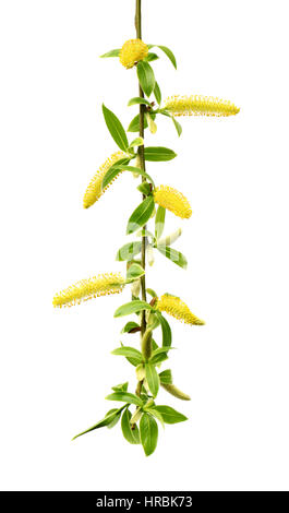 Spring twigs of willow with young green leaves and yellow catkins. Isolated on white background. Stock Photo
