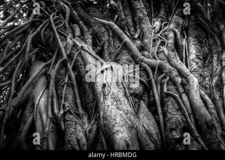 Indian banyan tree roots intertwined with each other. Black and white photography Stock Photo