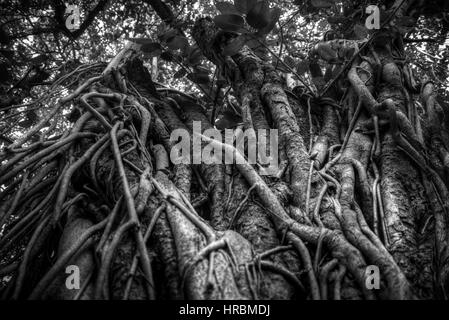 Indian banyan tree roots intertwined with each other. Black and white photography Stock Photo